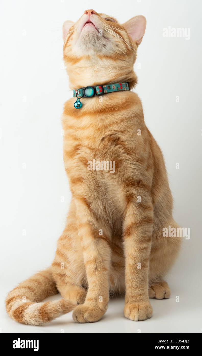 Die orangefarbene Tabby-Katze sitzt aufrecht, blickt mit neugierigem Ausdruck nach oben und zeigt ihr gestreiftes Fell und ihren Kragen. Stockfoto