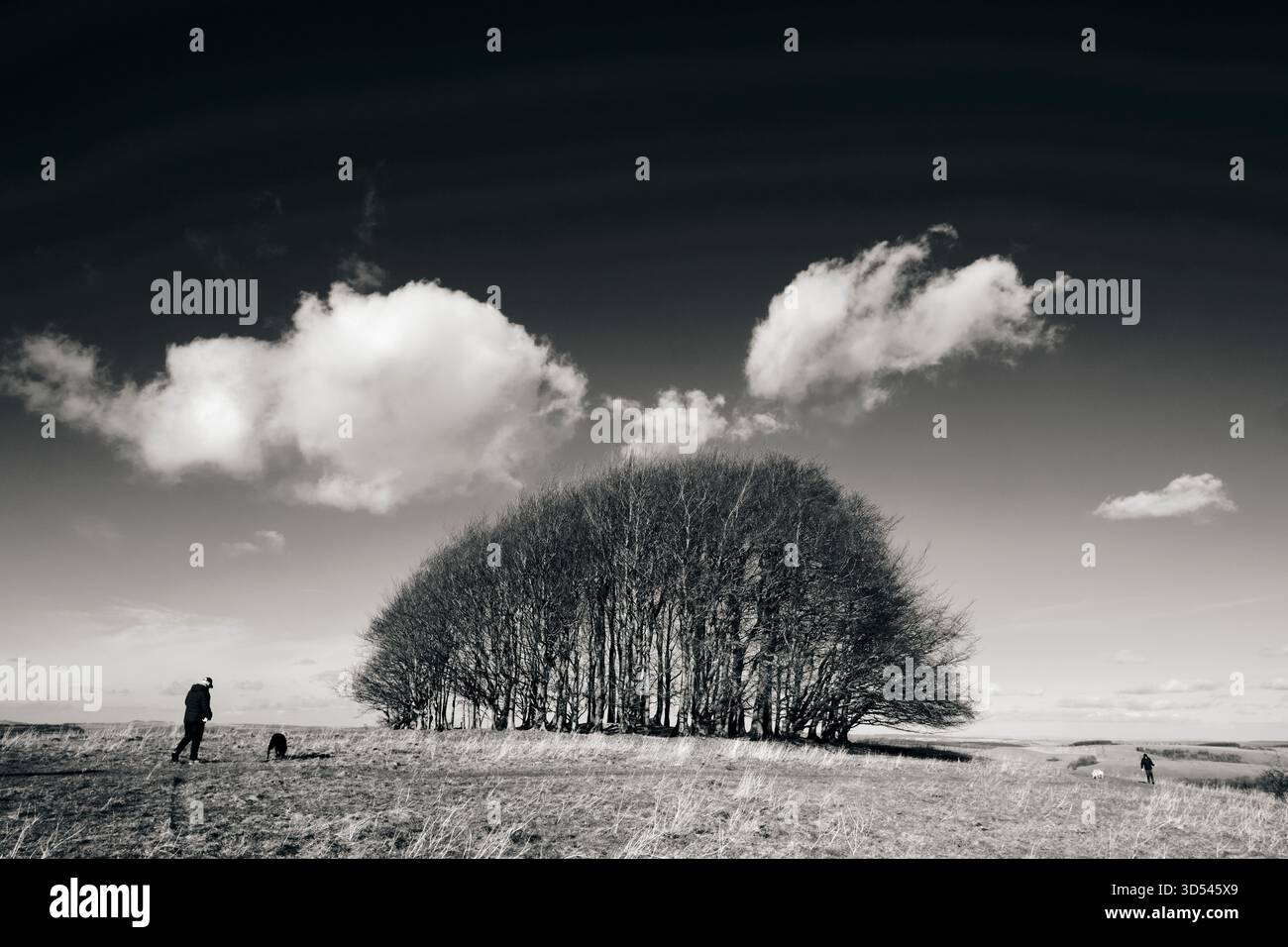 Buchenbaumgruppe im Win Green in Wiltshire mit wunderschönen Wolken an einem Wintermorgen auf der Cranborne Chase in der Nähe von Salisbury und Shaftesbury Stockfoto