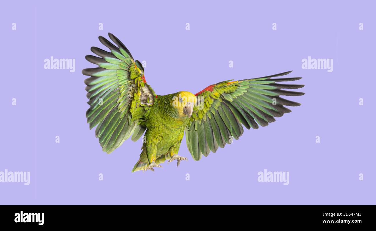 Grüner Amazonas-Papagei fliegt mit voll ausgestreckten Flügeln auf einem leuchtend violetten Hintergrund Stockfoto