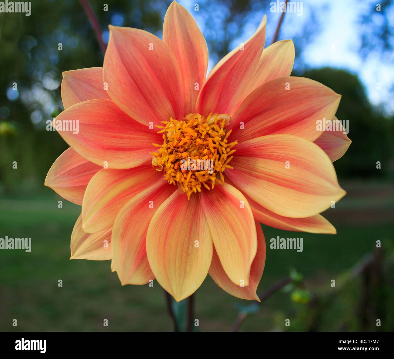 Primo Piano macro di un fiore di dalia arancione e giallo in piena fioritura, con petali vivaci e dettagli nitidi | fiore Dahlia Stockfoto