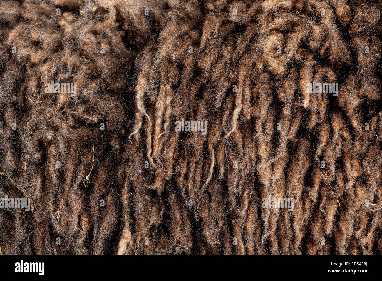 Weiche braune Schafwolle schafft einen strukturierten Hintergrund, der die natürlichen Fasern und eine einladende Note unterstreicht Stockfoto