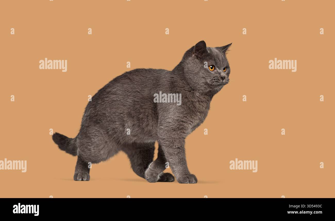 Graue britische Kurzhaarkatze, die sich mit einem Alarmausdruck vorwärts bewegt Stockfoto