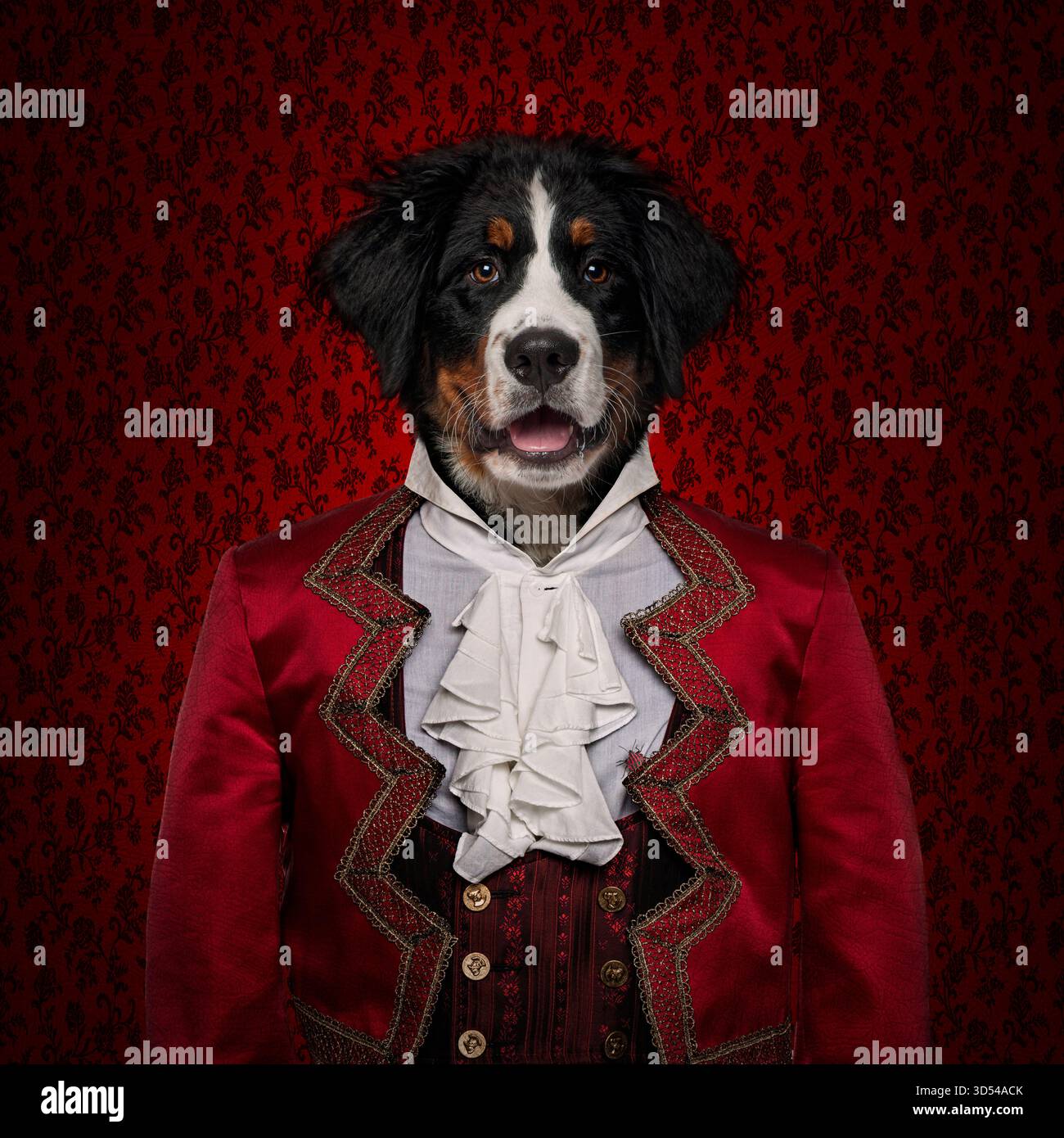 Berner Berghund mit elegantem rotem Anzug und weißem Jabot, der in einem Vintage-Interieur mit roter Tapete posiert Stockfoto