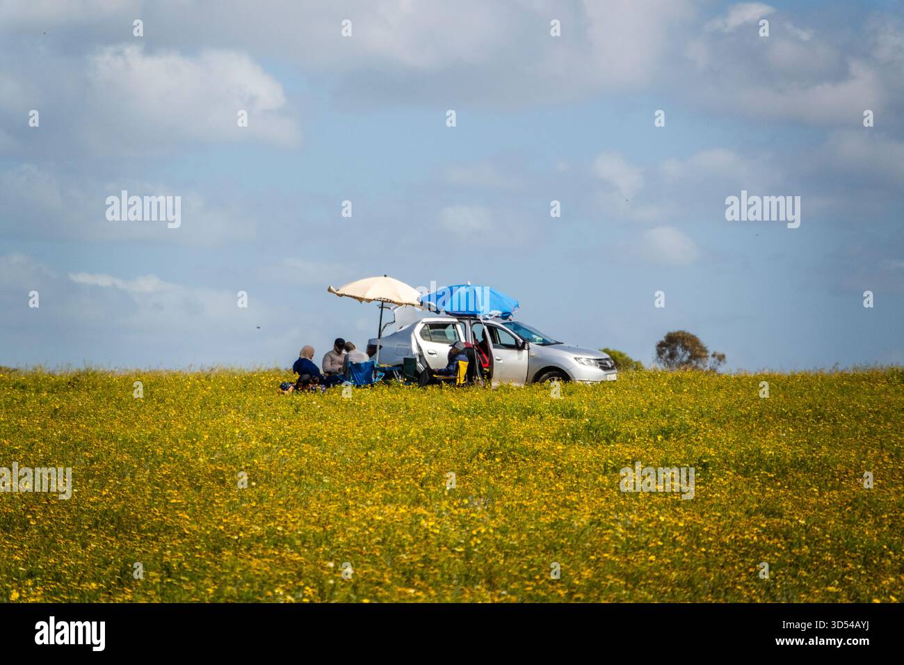 Rabat, Marokko – 19. April 2025: Eine Familie genießt ein friedliches Picknick auf einem weiten, mit gelben Wildblumen bedeckten Feld unter blauem Himmel. Ein silbernes c Stockfoto