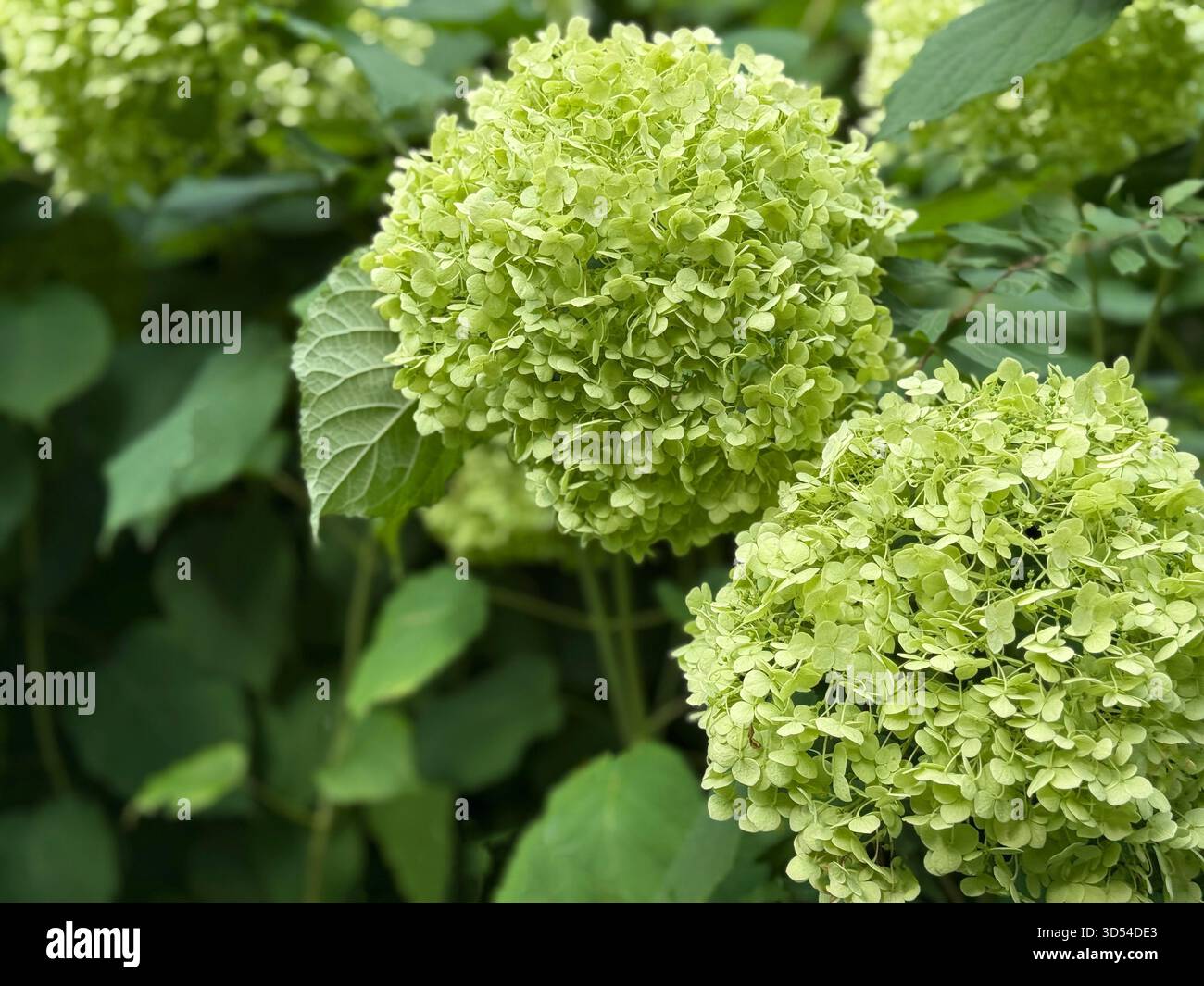 Hortensie paniculata Grünblüte Stockfoto