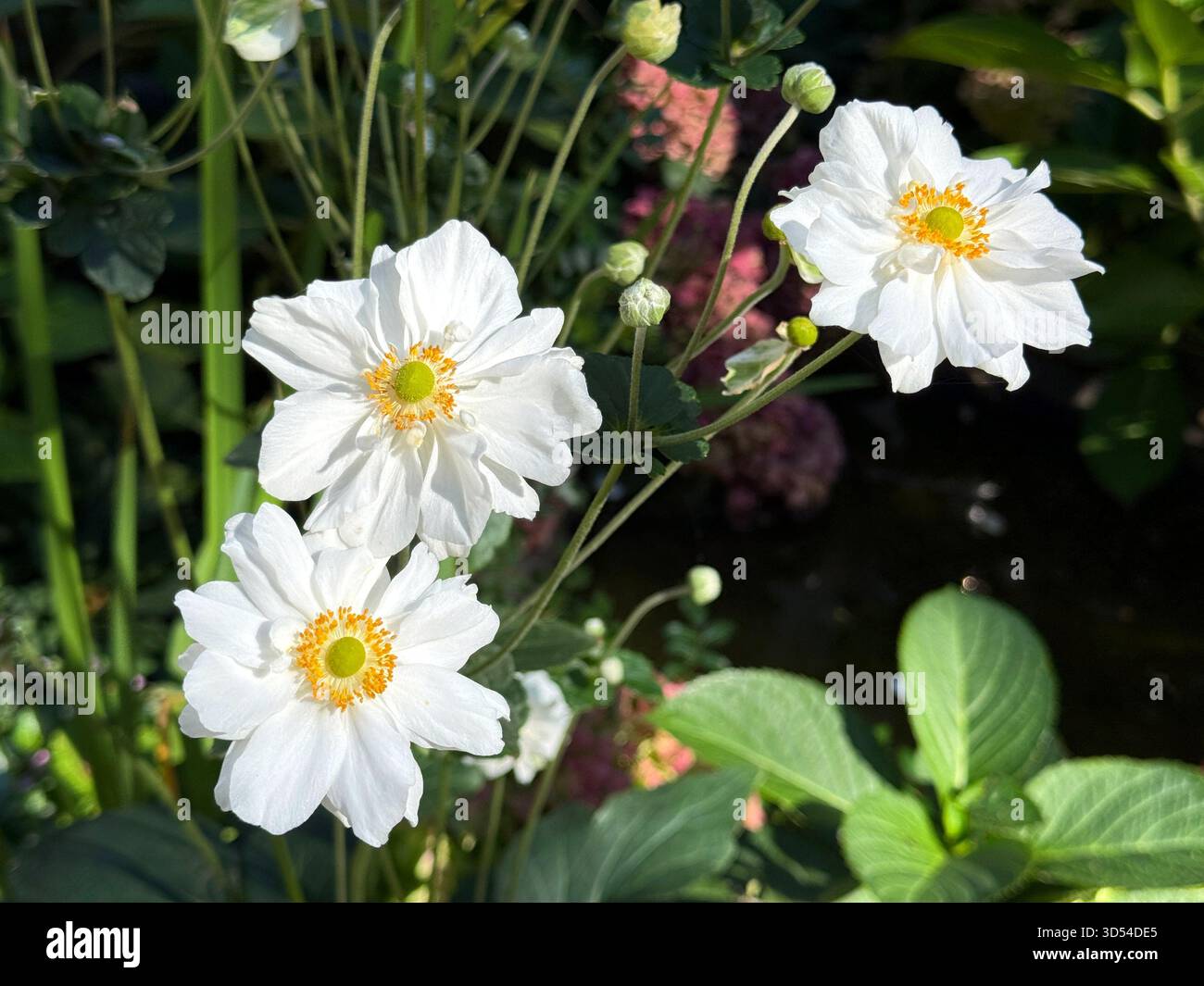 Japanische Anemone Wirbelwind weiße Blumen Stockfoto