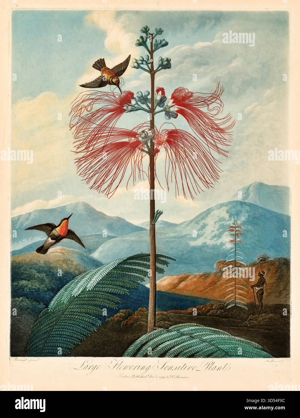 Der Tempel der Flora oder Garten der Natur große blühende empfindliche Pflanze von Robert John Thornton Stock Vektor