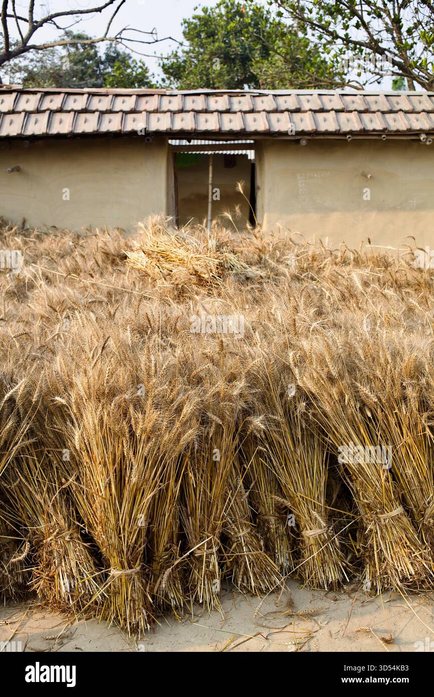 Stapel von geerntetem Weizen trocknen im Innenhof eines ländlichen Gehöfts in Kantanagar, Dinajpur, Bangladesch. Stockfoto