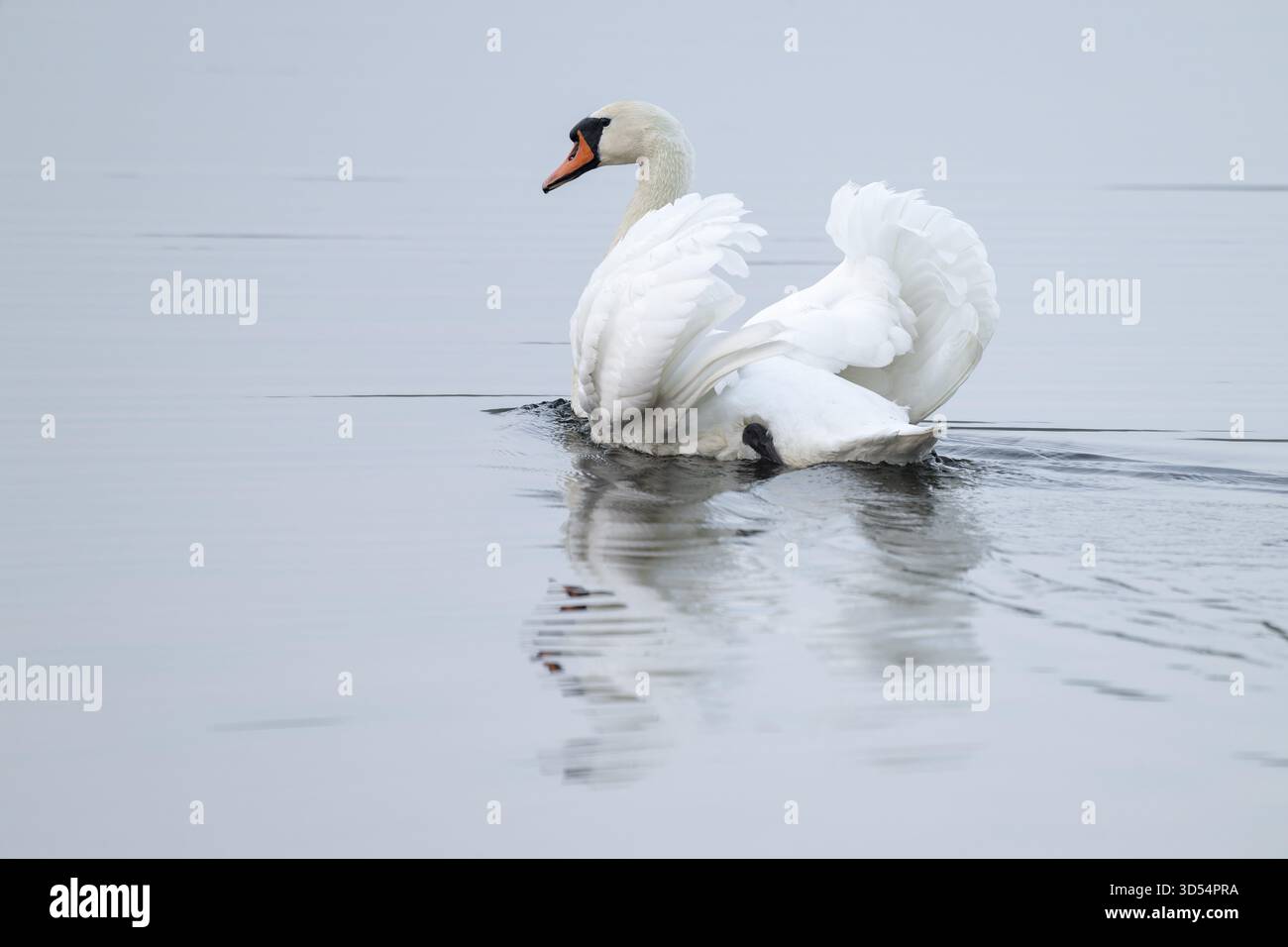 Silded Swan (Cygnus olor) schwimmt in beeindruckender Position auf einem See, Niedersachsen, Deutschland Stockfoto