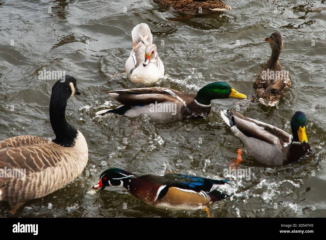 Wasservögel Mitte November im Kissena Park Queens, New York Stockfoto