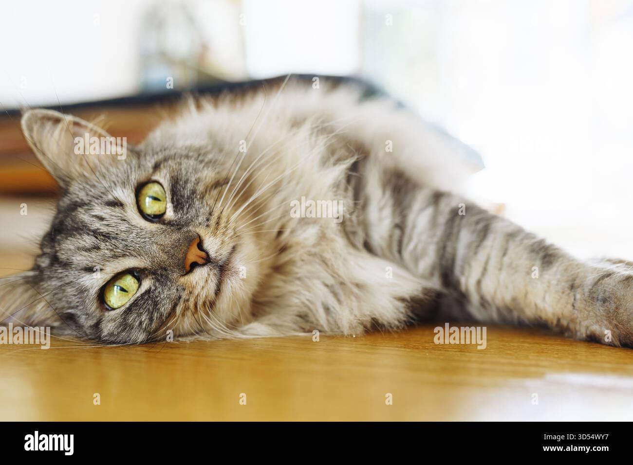 Flauschige graue Hauskatze liegt auf Parkettboden, in Sonnenstrahlen. Weiches warmes Licht, angenehmes Leben für Haustiere Stockfoto