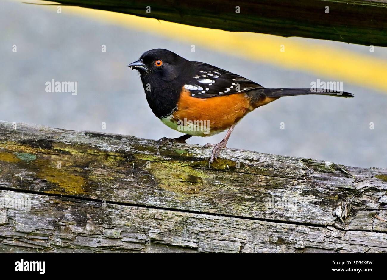Ein gefleckter Towhee-Vogel, „Pipilo maculatus“, der auf einem Holzzaun im ländlichen British Columbia Kanada auf der Suche ist Stockfoto