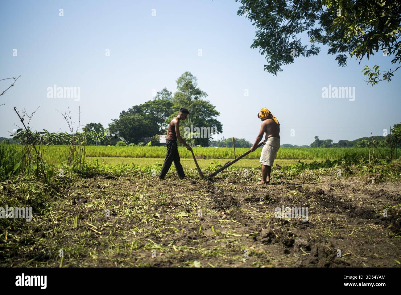 Zwei Personen arbeiten zusammen, um ein grünes Feld unter hellem Sonnenlicht zu pflügen - Netrokona, Dhaka, Bangladesch Stockfoto