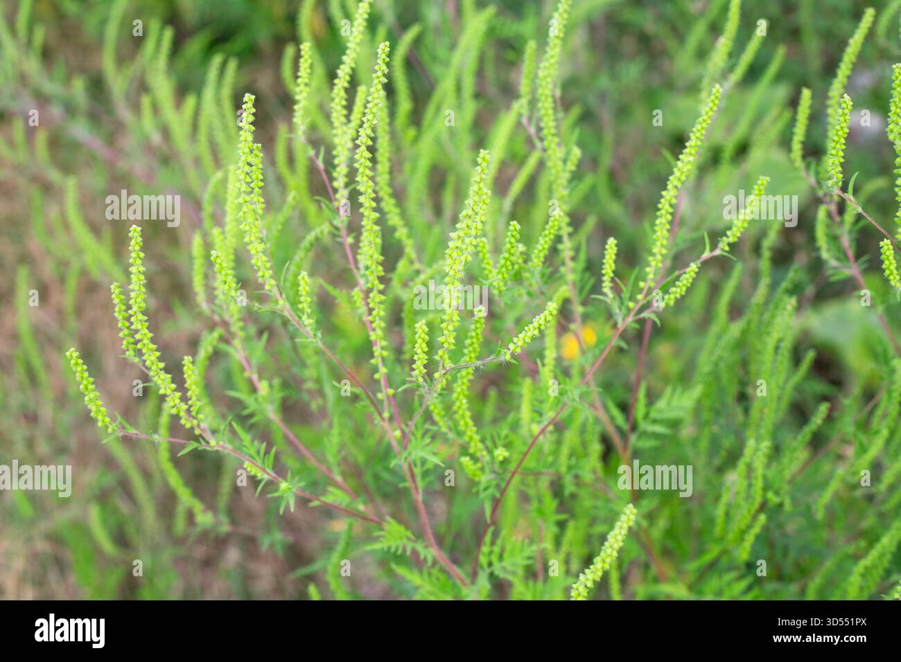 Grün blühende Ragweed-Büsche. Eine allergene Pflanze. Ein gefährliches Quarantänegras. Stockfoto