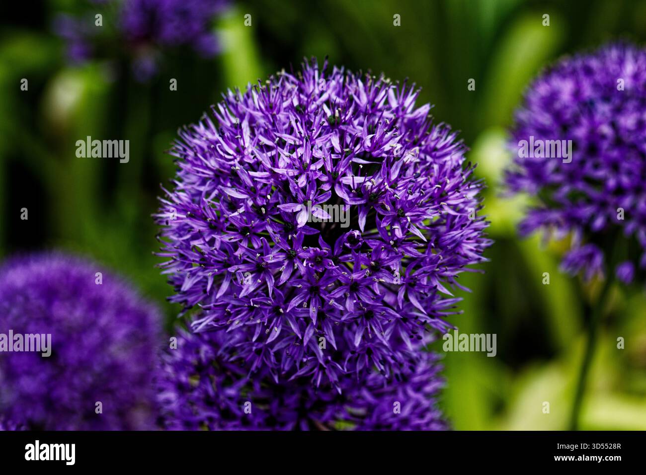 Allium hollandicum, die persische Zwiebel oder niederländischer Knoblauch, ist eine im Iran und Kirgisistan heimische Blütenpflanze. Stockfoto