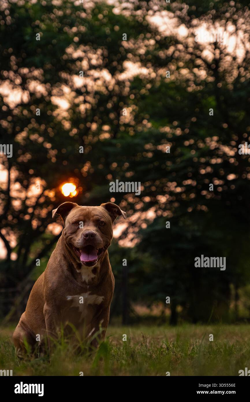 Hund sitzt auf Gras bei Sonnenuntergang mit Bäumen im Hintergrund Stockfoto