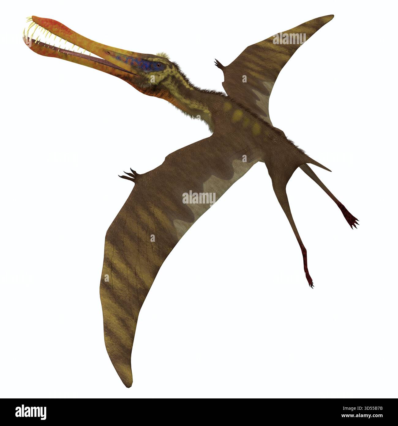 Anhanguera ist eine Gattung der Pterosaur die Dinosaurier in der Kreidezeit von Brasilien flog. Stockfoto