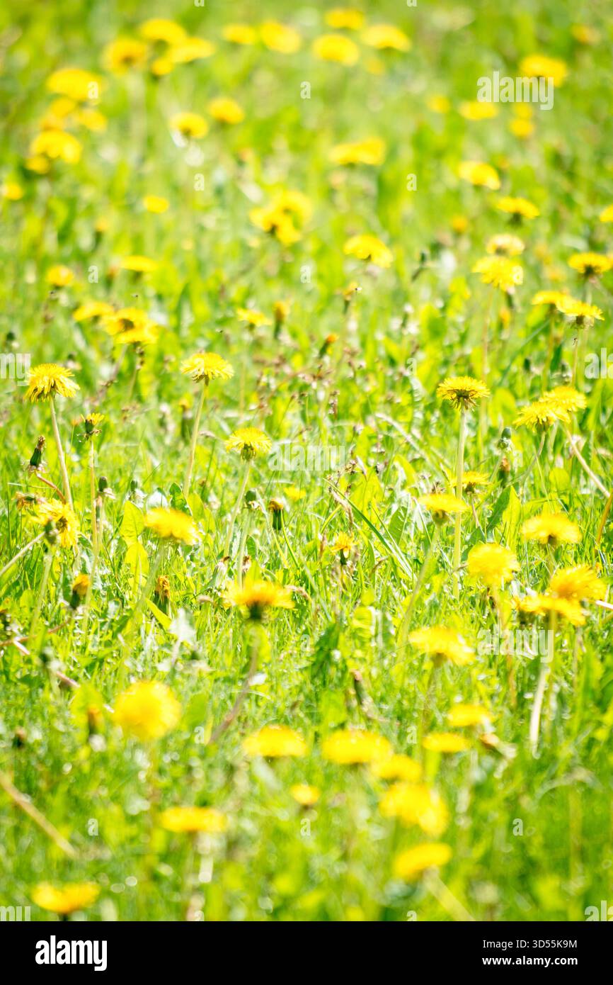 Löwenzahn in Wiese Stockfoto
