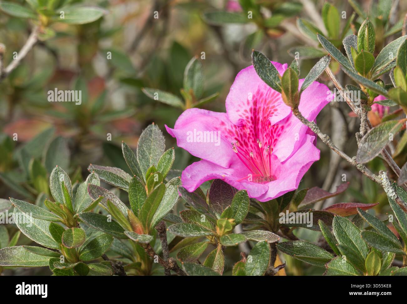 Eine leuchtend rosa Azalea Rhododendron Blume blüht im Freien zwischen dunkelgrünen Blättern in weichem natürlichem Licht Stockfoto