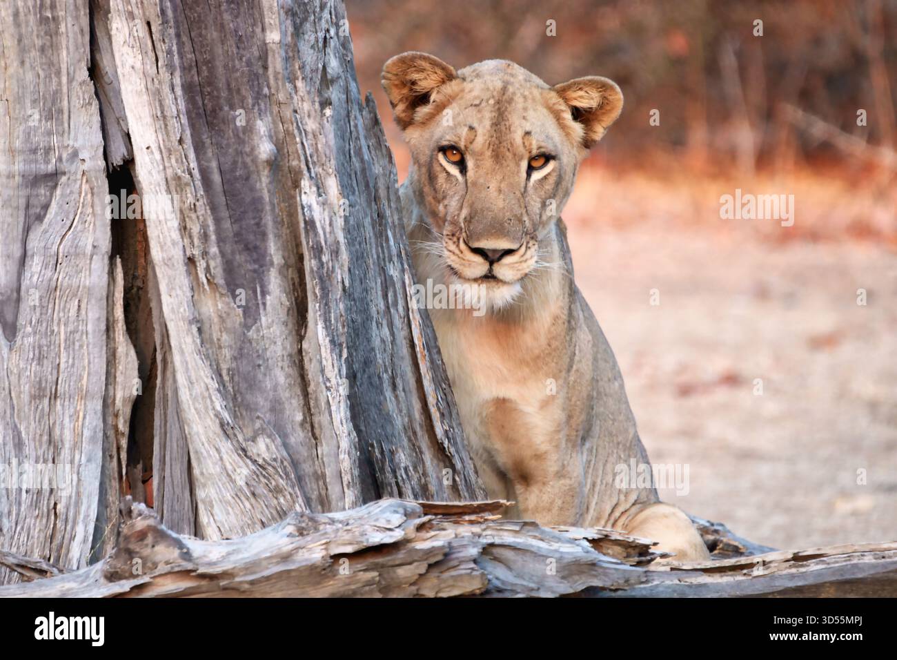 Afrikanische Löwen, Junge und Stolz Stockfoto