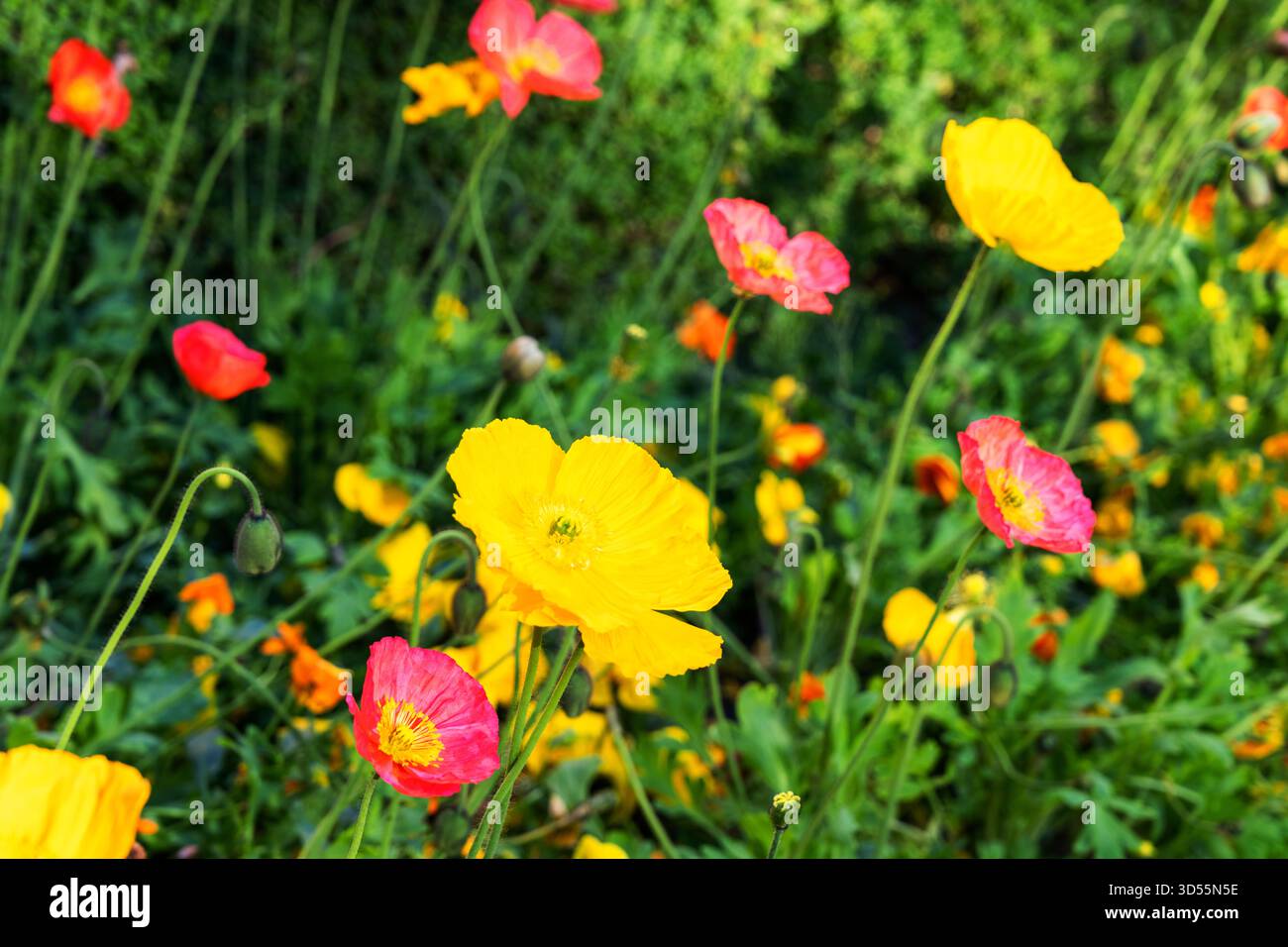 Gelbe rote und rosafarbene Blumen blühen im Garten Stockfoto