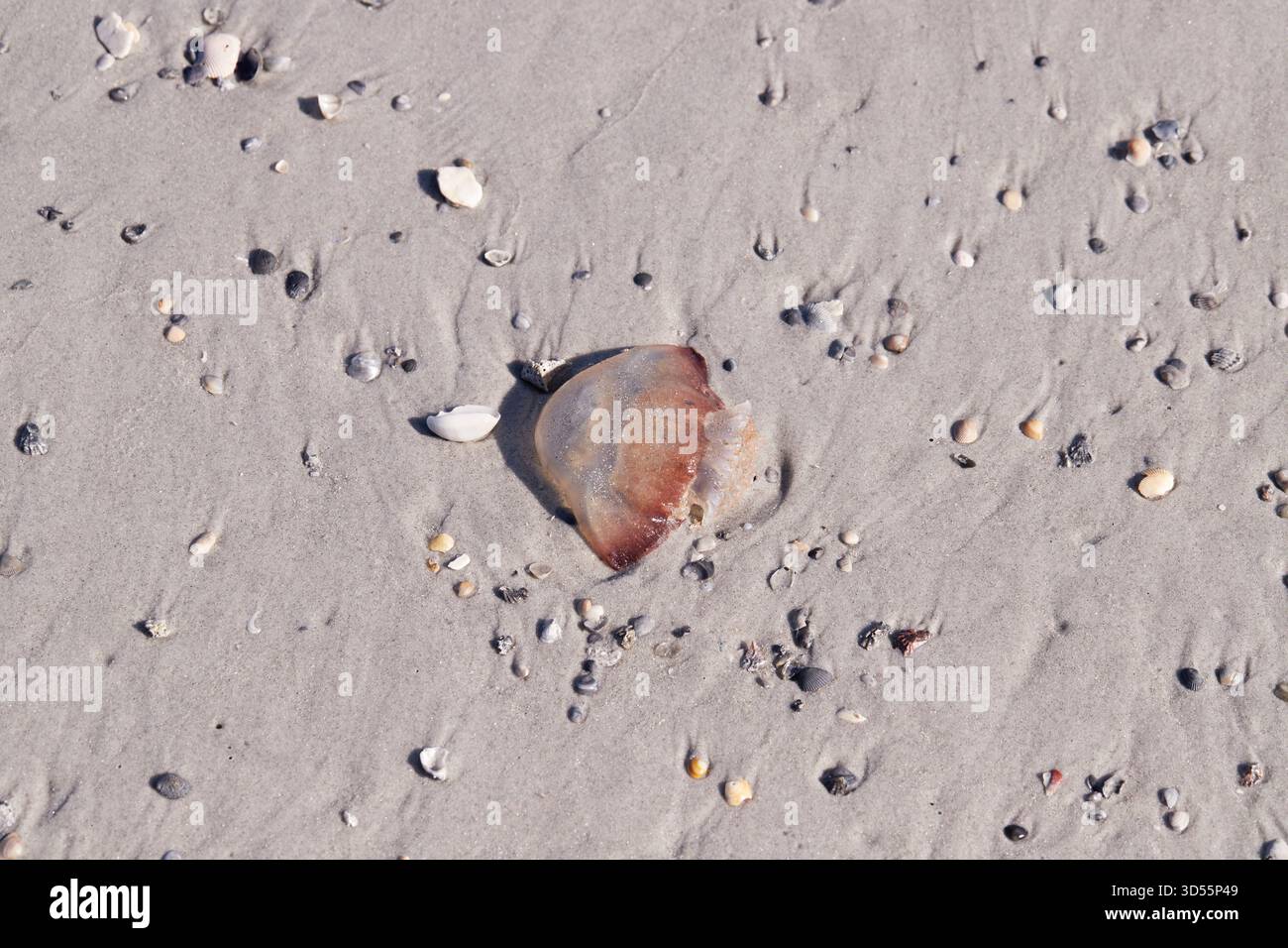 St. Augustine Beach, Florida, USA im November! Stockfoto