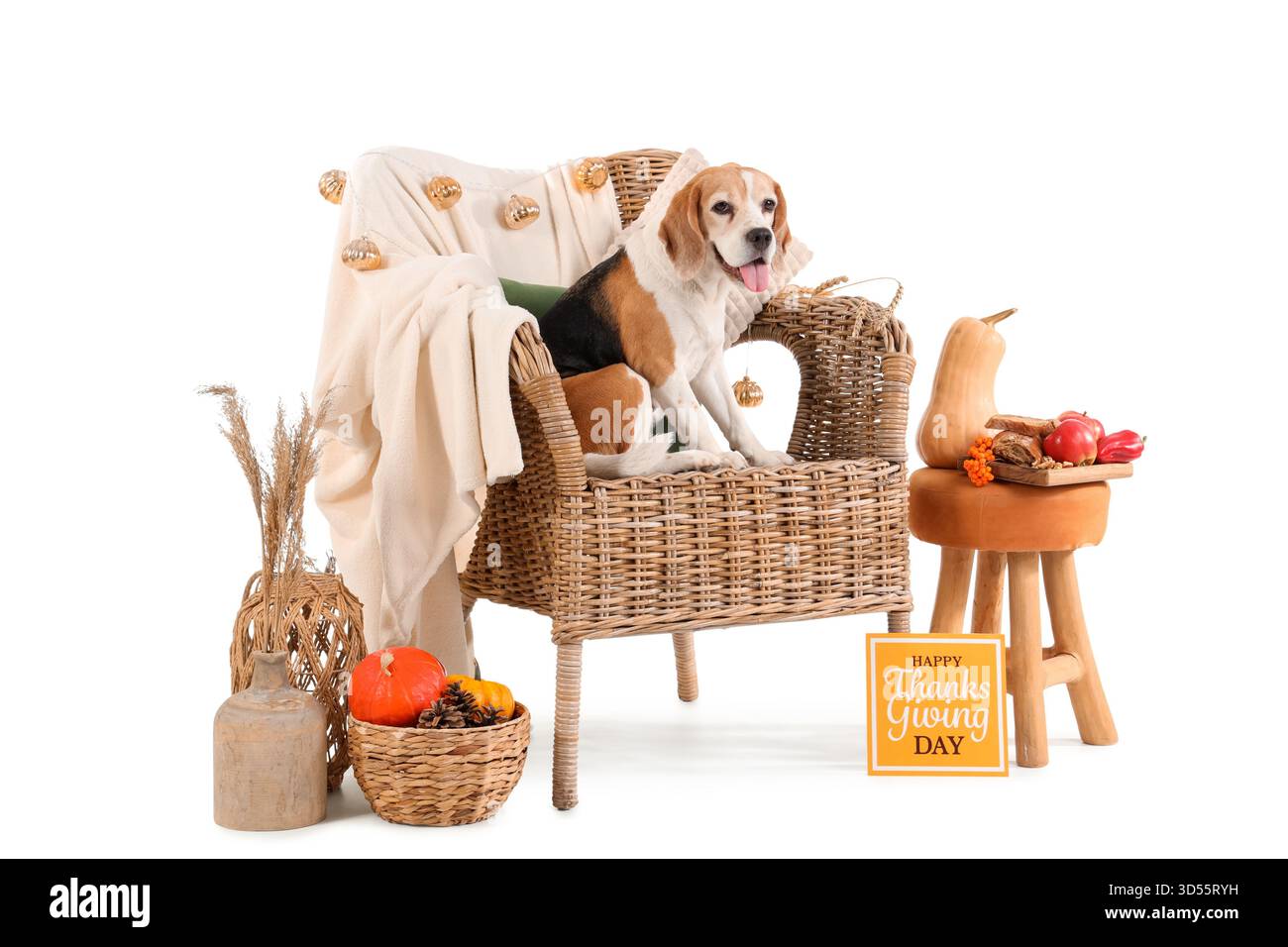 Niedlicher Beagle-Hund sitzt auf Korbsessel mit Kürbissen und Grußkarte für Thanksgiving Day vor weißem Hintergrund Stockfoto