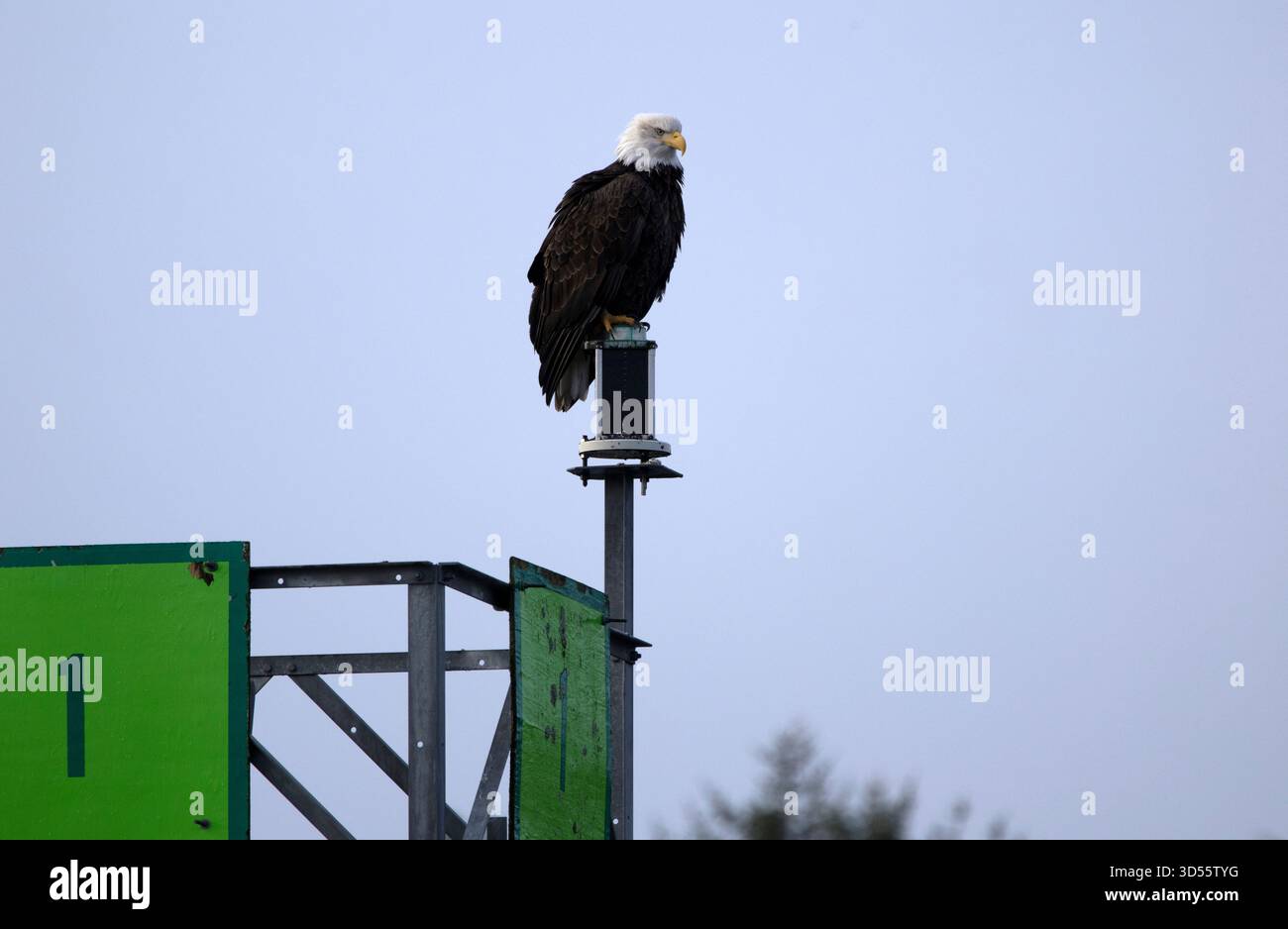Der Adler steht auf dem Schild des Seehafens Stockfoto