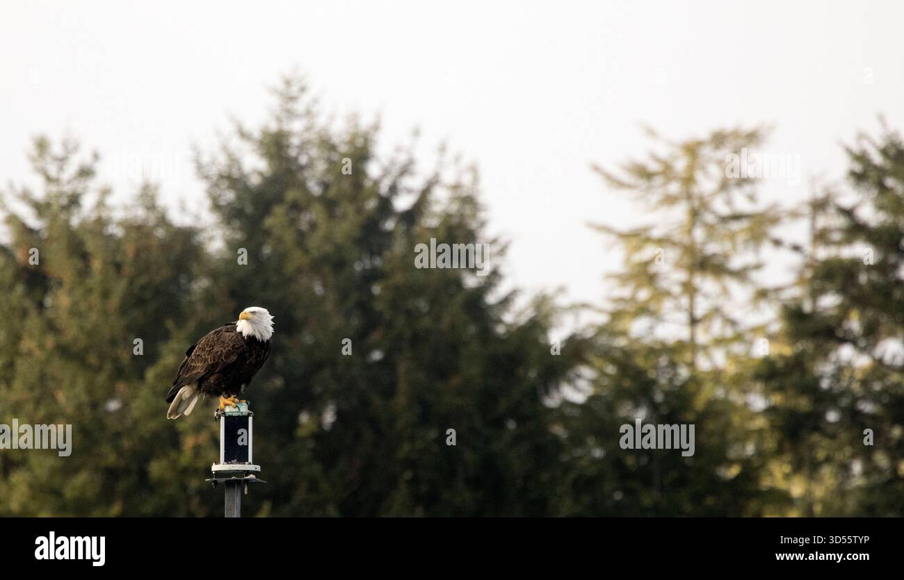 Der Weißkopfseeagle steht auf dem Hafenmarker Stockfoto