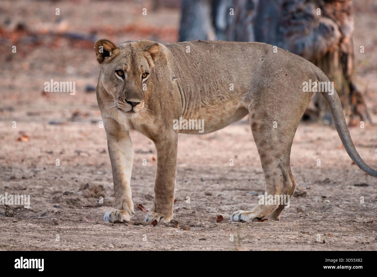 Afrikanische Löwen, Junge und Stolz Stockfoto