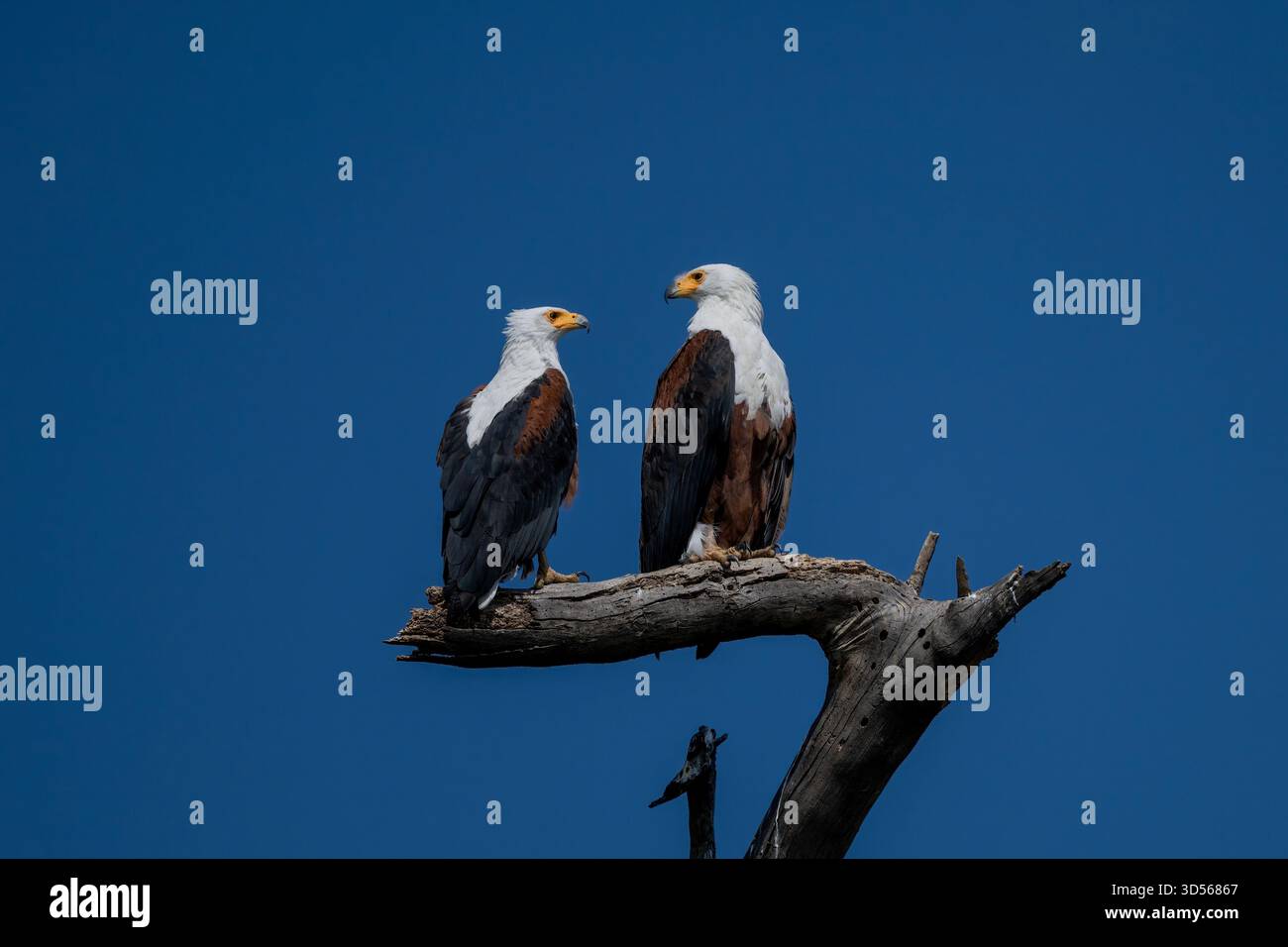 Ein Paar afrikanischer Fischadler schaut sich zärtlich in den Bäumen an. Stockfoto