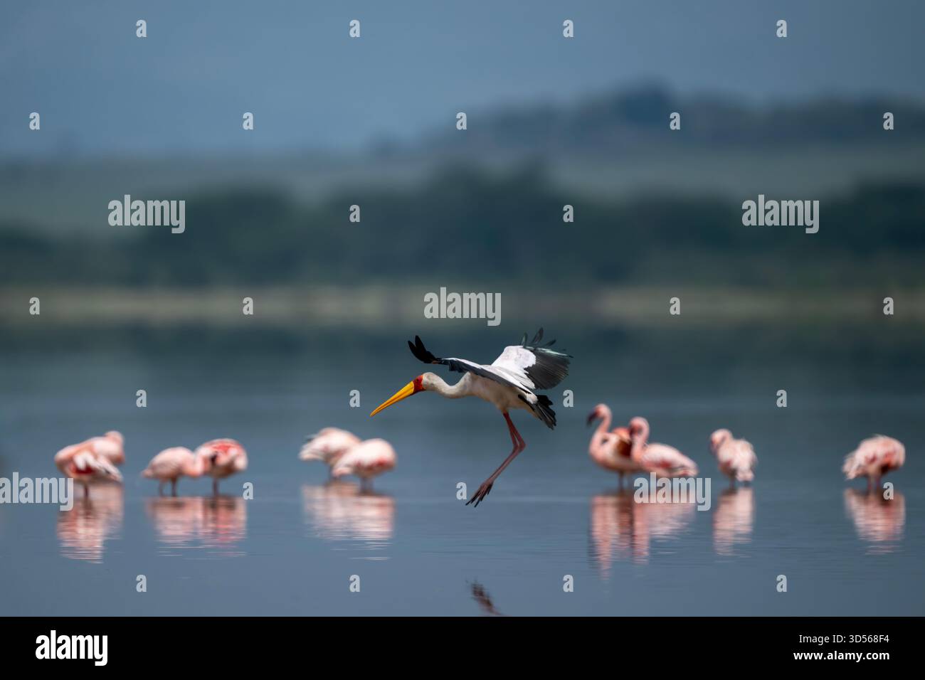 Ein Gelbschnabelstorch landet am Lake Elmentaita Stockfoto