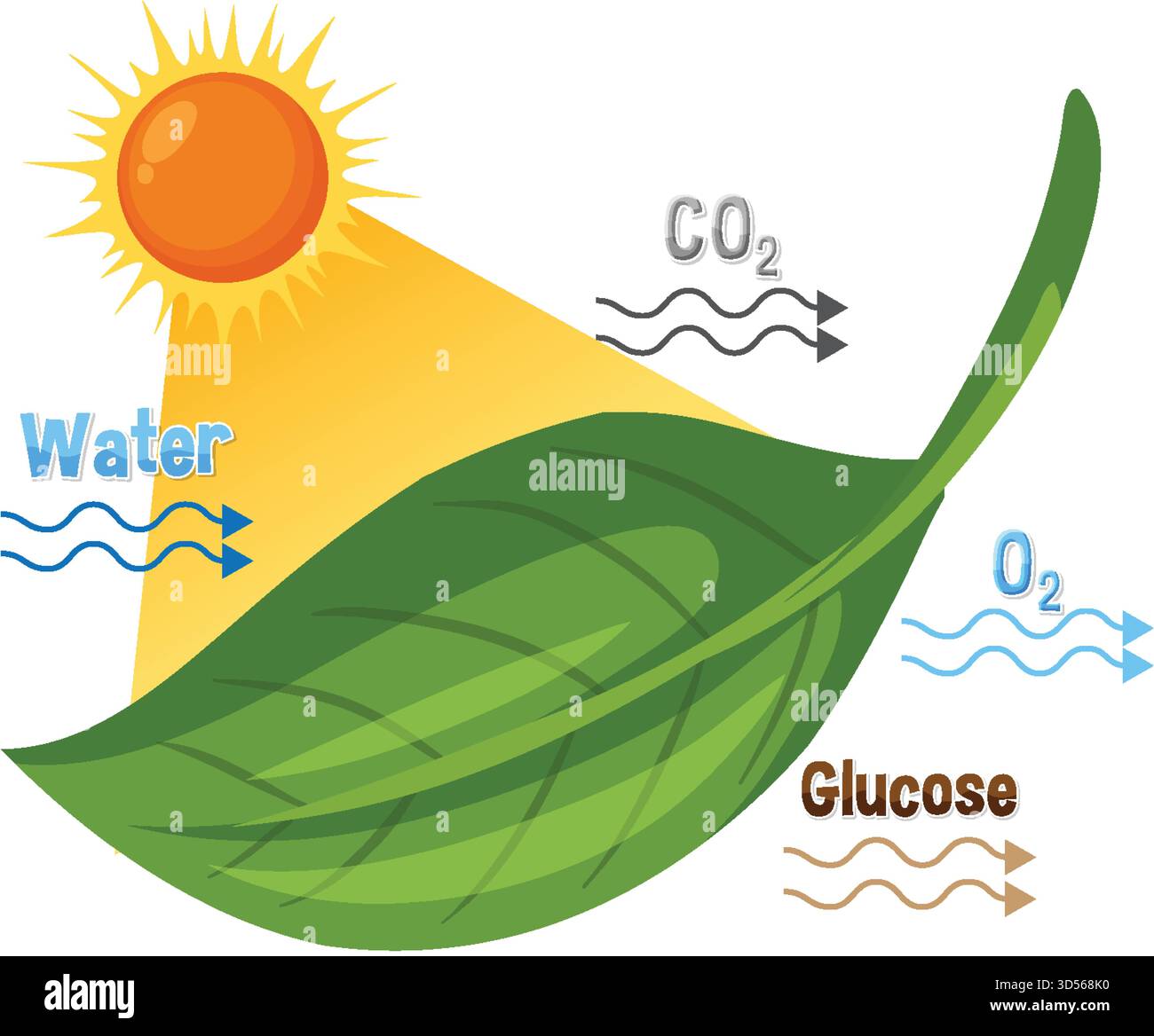 Vektorillustration der Photosynthese zeigt Sonnenlicht, Blatt, Wasser, Kohlendioxid, Sauerstoff, und Glucose Stock Vektor
