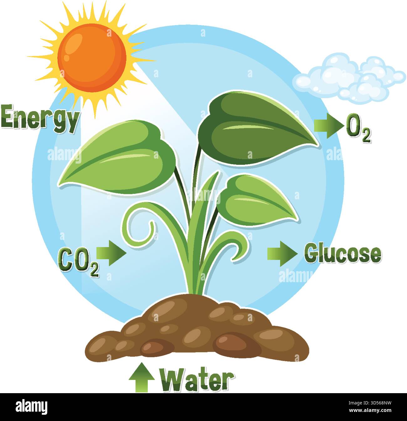 Vektorillustration der Photosynthese zeigt Pflanze, Sonnenlicht, Wasser, Kohlendioxid, Glucose, und Sauerstoff Stock Vektor