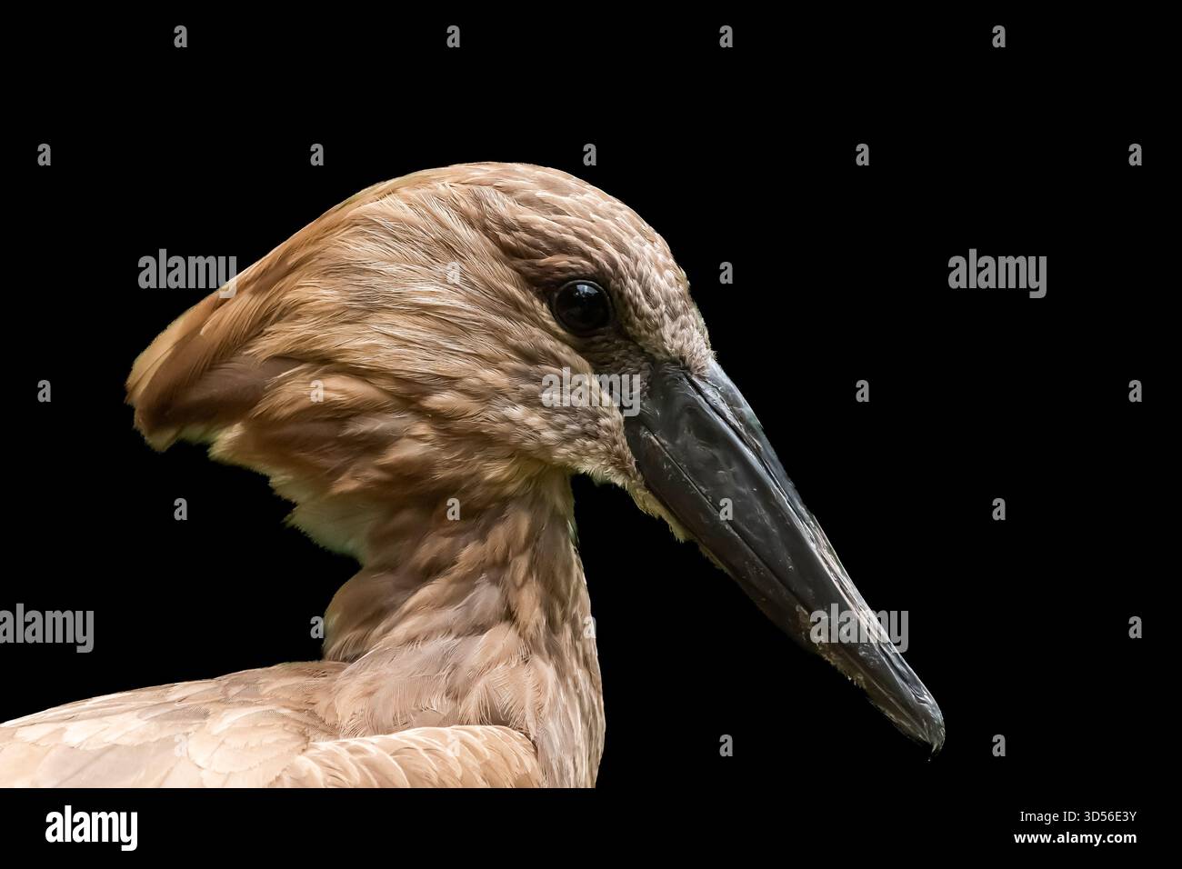 Was für eine erstaunliche Kopfform und ein entsprechend benannter Vogel. Es erzeugt seine eigene Schönheit. Stockfoto