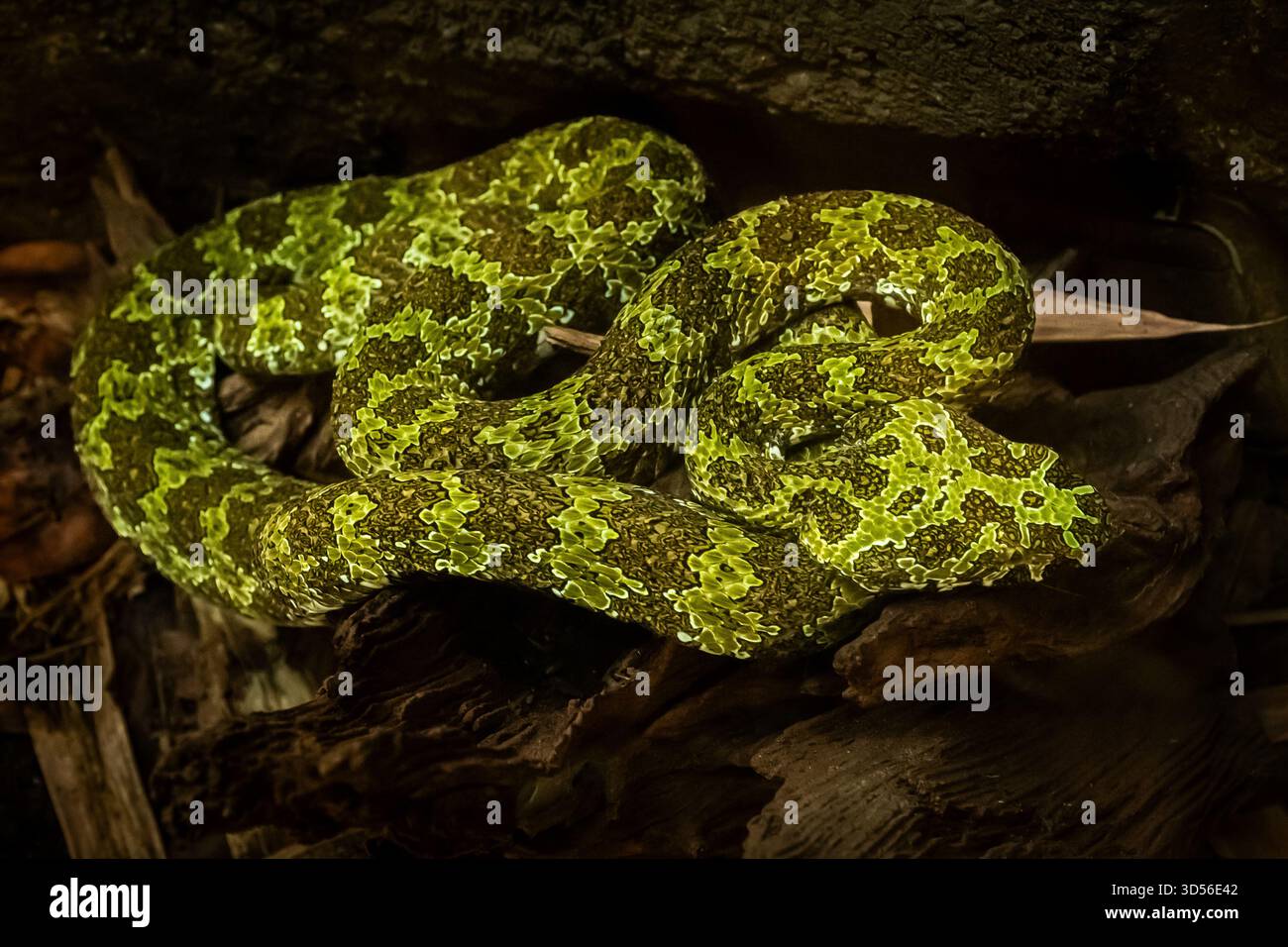 Diese grüne chinesische Grubenviper ist hochgiftig und zeigt im Laufe des Tages Schweiß wie Dampf auf ihrem Körper. Stockfoto