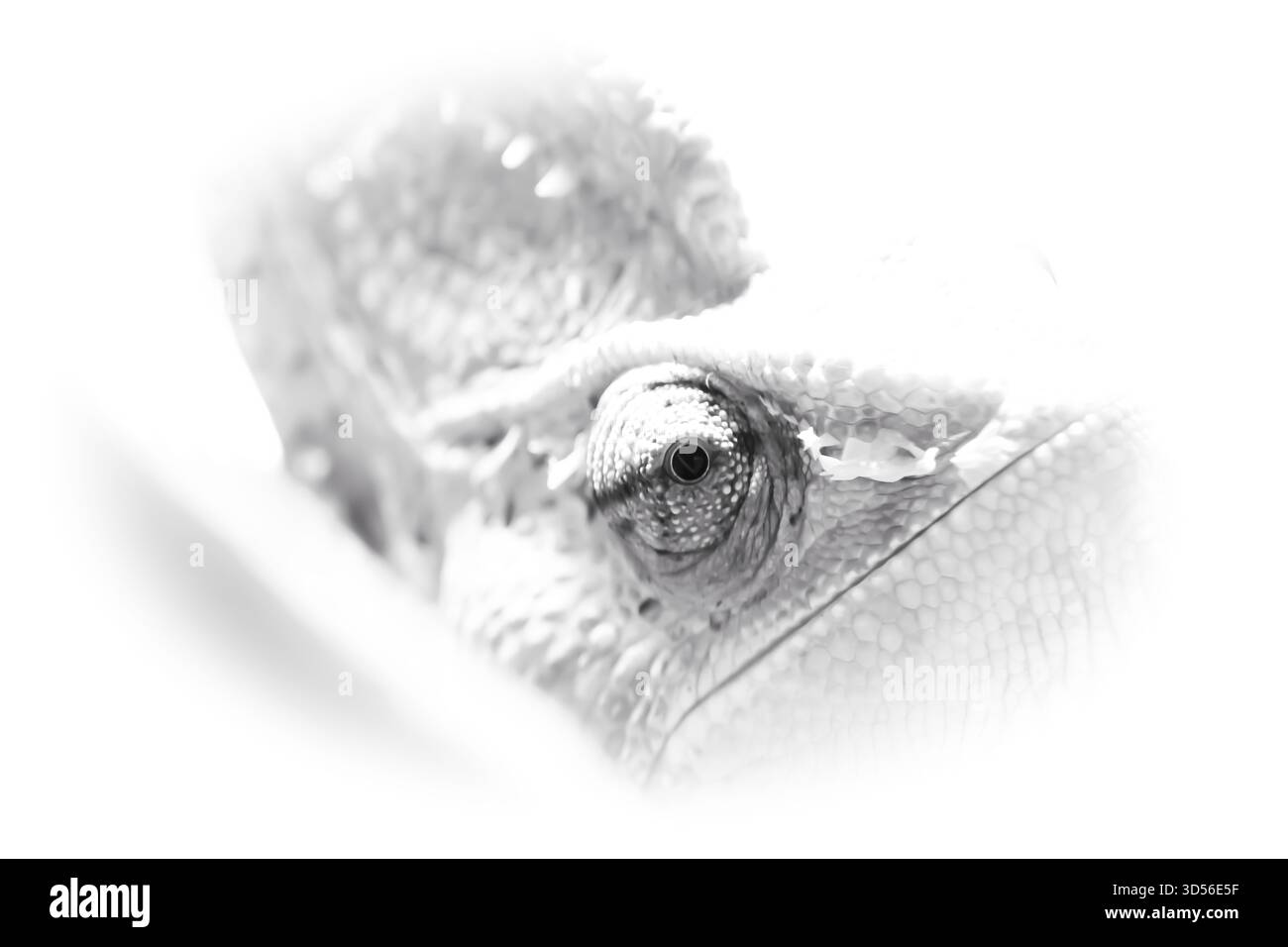 Makronaht eines Chamäleonauges (Chamaeleonidae). Die feinen Skalen, die strukturierte Haut und das unverwechselbare, sich unabhängig bewegende Auge werden scharf erfasst Stockfoto