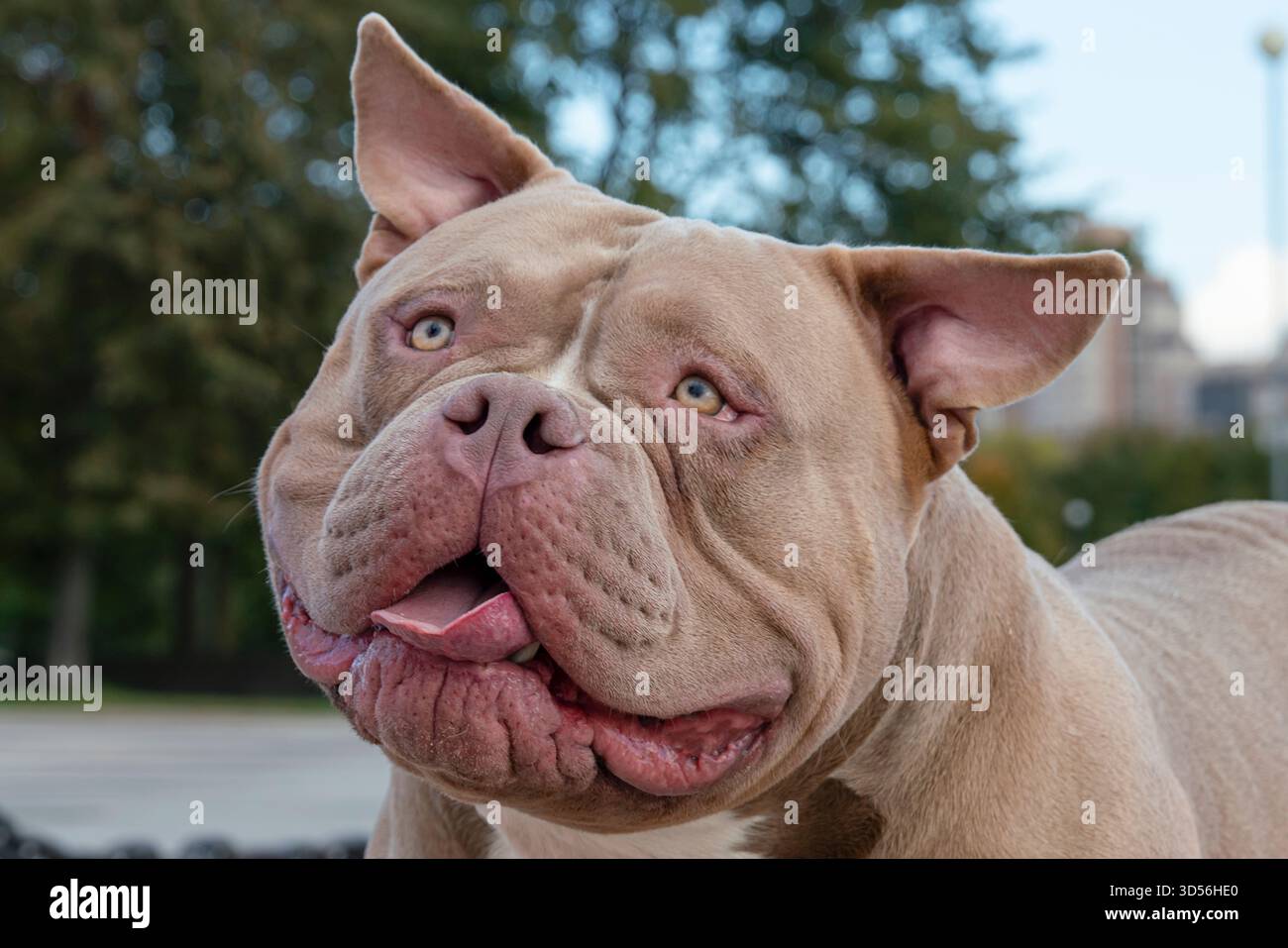 Ein amerikanischer Tyrann, hellbraunes Beige, Porträt eines Hundes mit der Zunge, Nahaufnahme des Mauls Stockfoto