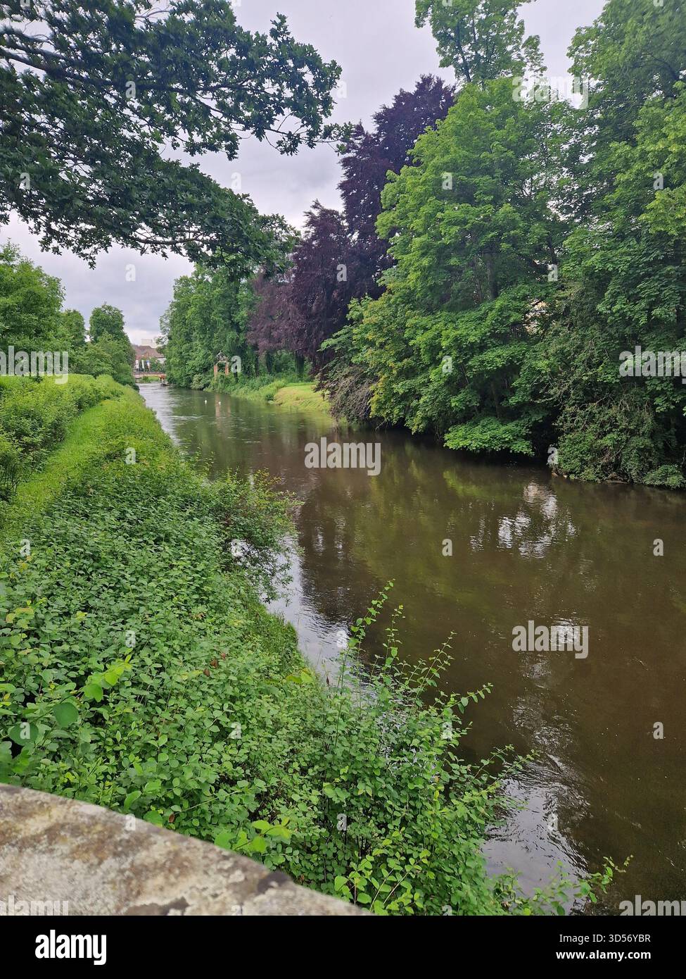 Ein ruhiger Fluss, der durch üppige grüne Vegetation in Memmingen fließt, mit dichten Bäumen und Reflexionen, die eine friedliche Naturlandschaft schaffen. Stockfoto