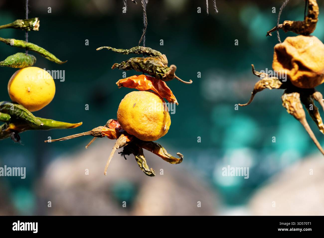 Nimbu Mirchi hilft Chilis und Zitrone, um ein Haus und Geschäft vor bösen Geistern und bösen Augen zu schützen Stockfoto
