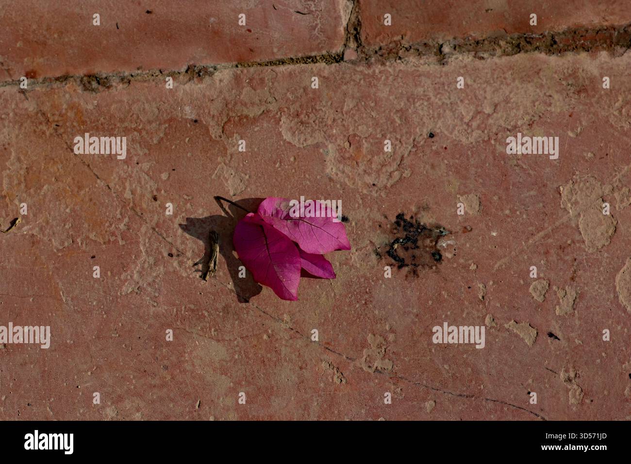 Einzelne rote Bougainvillea Blume, die auf einem roten Ziegelweg liegt Stockfoto