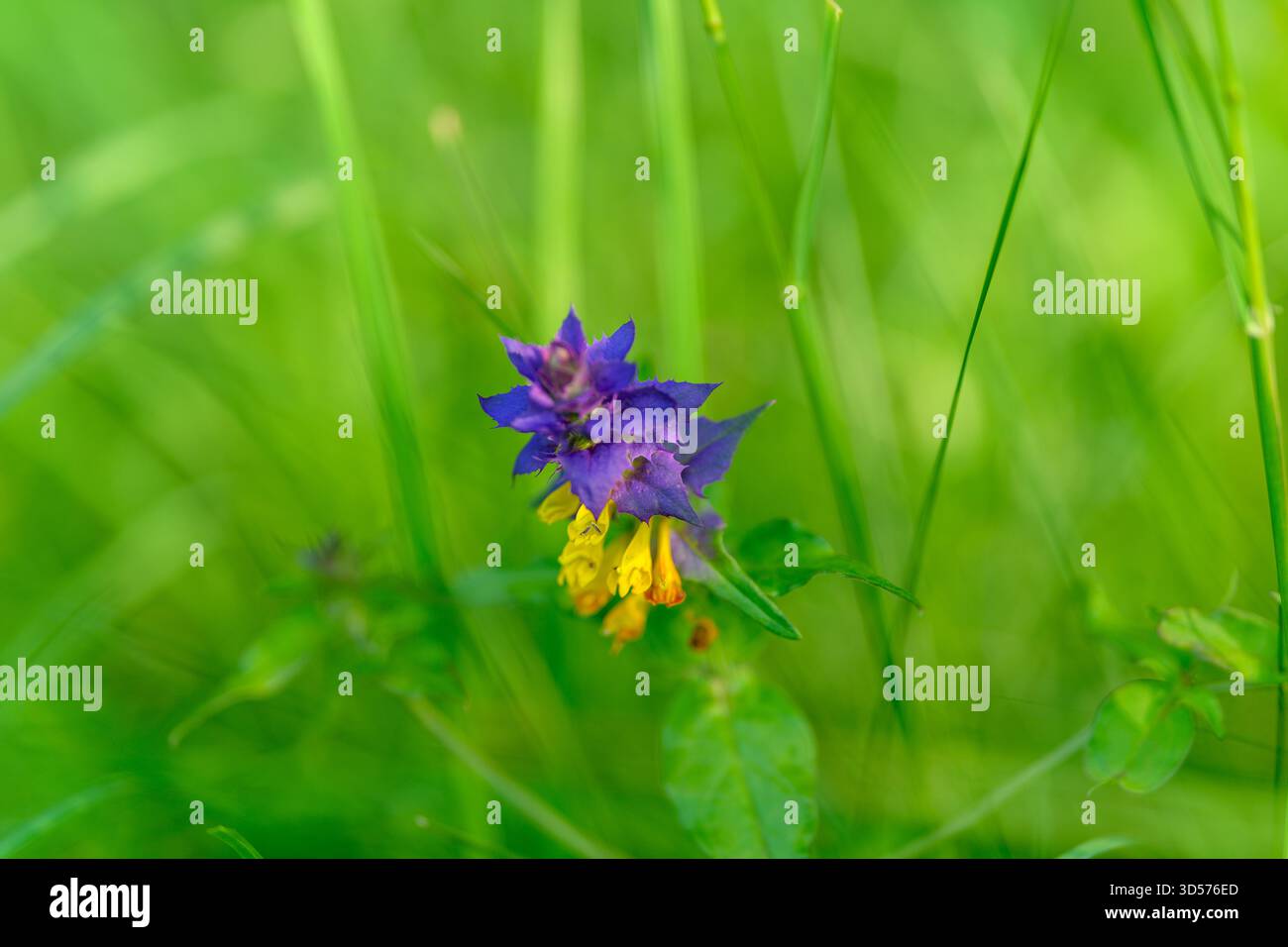 Eine Wildblume hebt sich vor einer üppigen grünen Kulisse hervor und unterstreicht die einzigartige Schönheit und Vielfalt der Natur Stockfoto