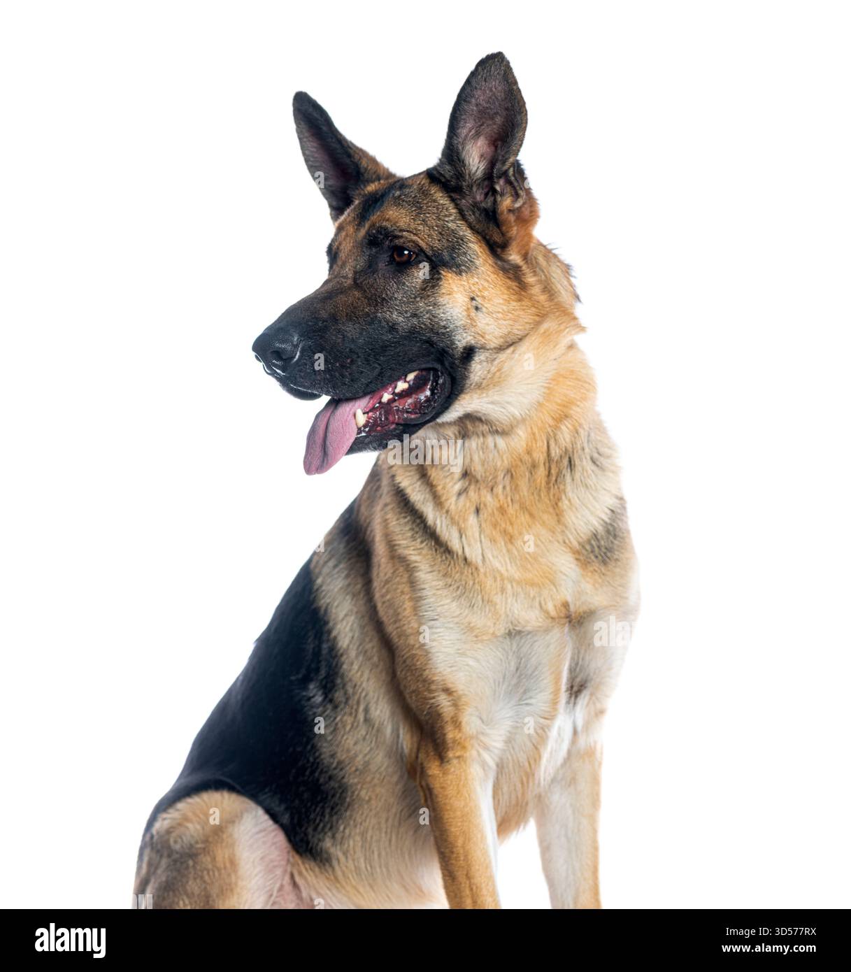 Deutscher Schäferhund sitzend und keuchend, isoliert auf weißem Hintergrund Stockfoto