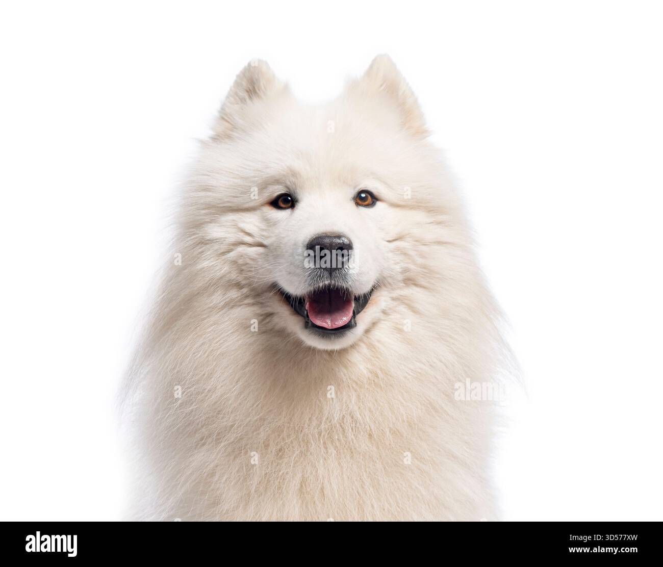 Nahaufnahme eines lächelnden samoiden Hundes, isoliert auf weißem Hintergrund Stockfoto