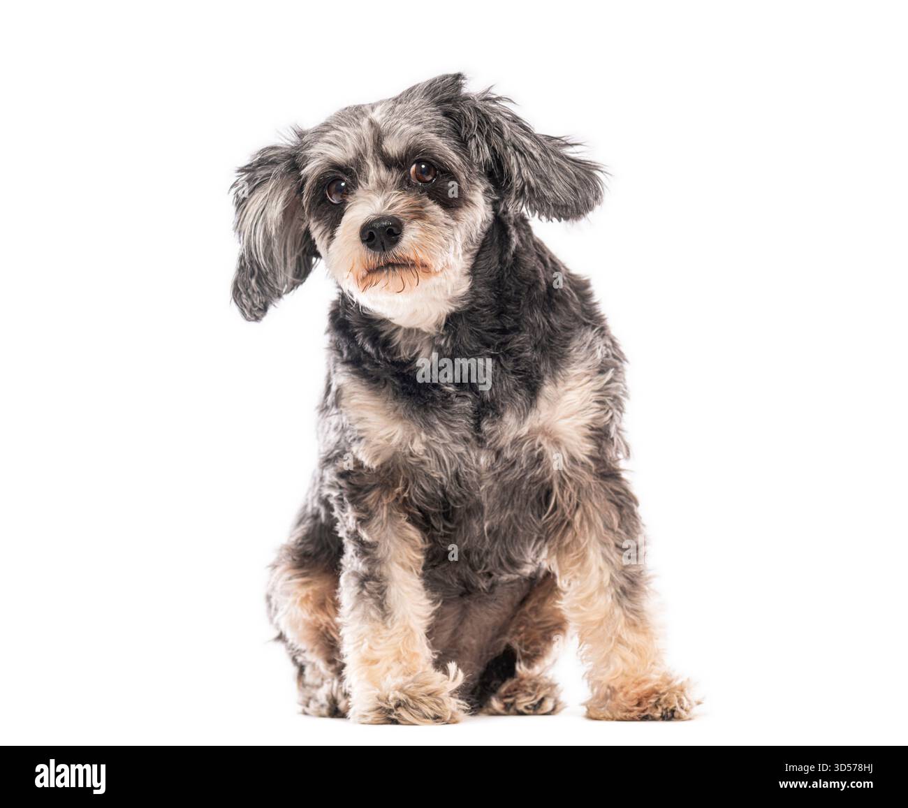 Entzückender Kreuzungshund sitzend und neugierig aussehend, isoliert auf weißem Hintergrund Stockfoto
