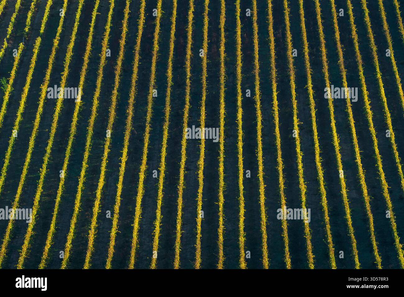Texturansicht der Weinberge in Montepulciano, Toskana. Das Muster aus dunklem Boden und goldgelbem Herbstlaub schafft einen abstrakten Hintergrund Stockfoto