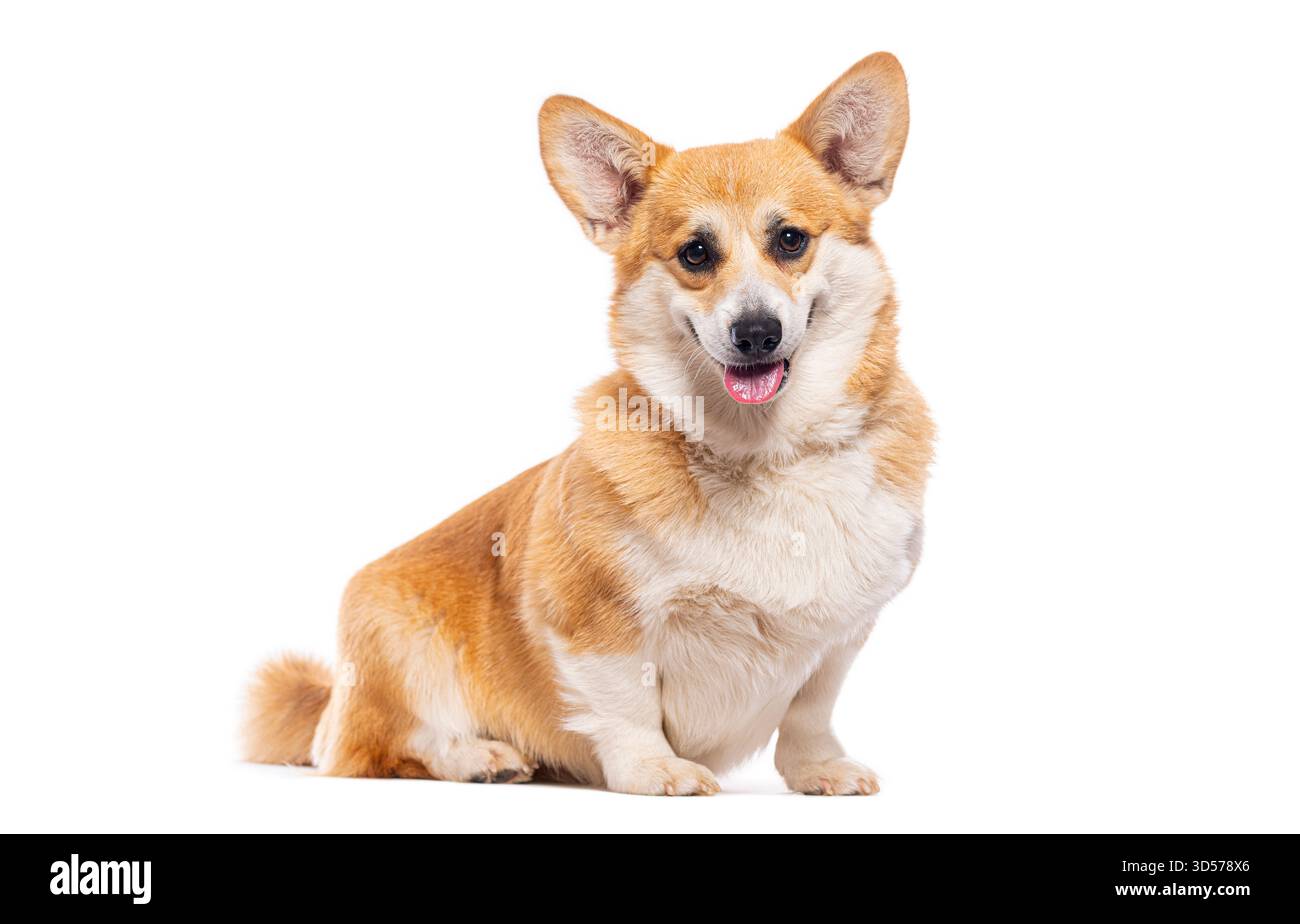 Studio-Aufnahme des entzückenden walisischen Corgi pembroke, der auf weißem Hintergrund sitzt Stockfoto