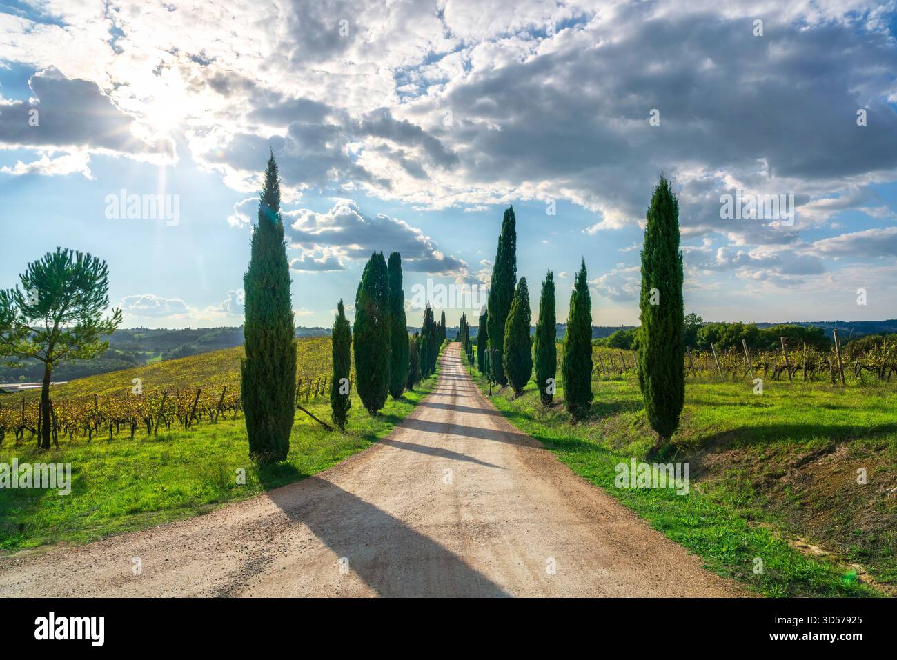 Von Zypressen flankierte Landstraße in der Region Chianti, Toskana. Die Fahrt liegt zwischen Weinbergen und Feldern in der Nähe von Sambuca, Barberino Tavarnelle Stockfoto