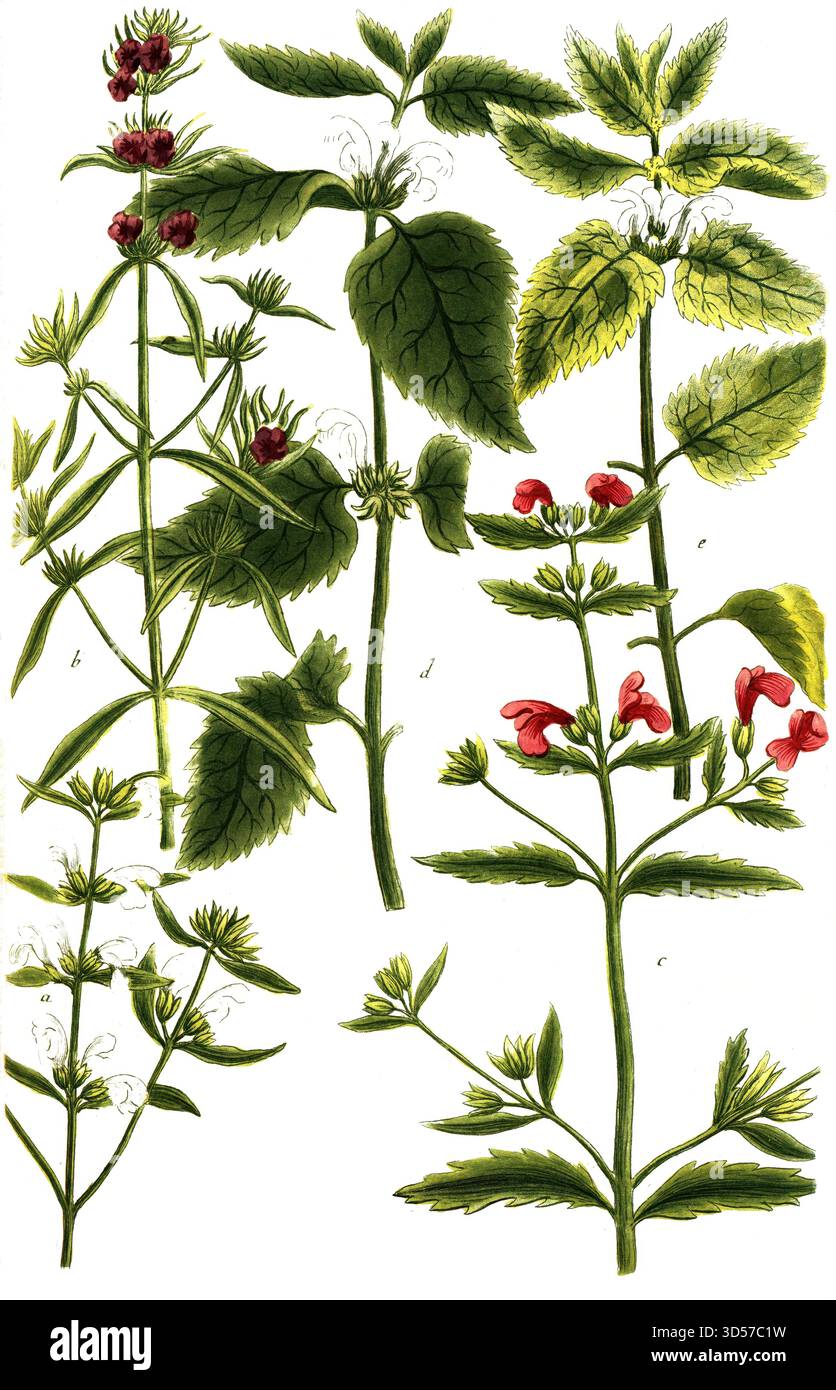 Botanik, Pflanzen, tote Brennnessel, verschiedene Arten, a. Lamium sequetum flore albo weiß-blühende tote Brennnessel, B. Lamium sequetum angustifolia, c. Lamium sequetum latifolium, d. Lamium Album ortica morte, weiße tote Brennnessel, e. Lamium Album foliis pictis, historische, authentische, digital restaurierte Reproduktion eines Originals aus dem 19. Jahrhundert, Datum nicht angegeben Stockfoto