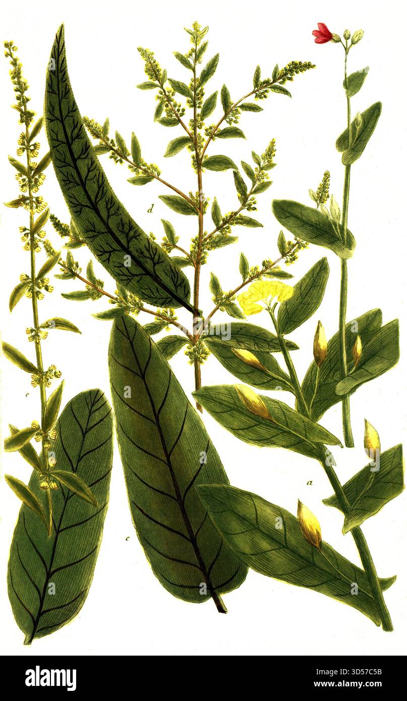 Botanik, Pflanzen, a. Lampsana, Wildkohl, B. Lampsana flore rubro, c. Rumex syn Lapathum africanum, d. Lapathum acutum majus, Laubblatt-Dock, Rumex obtusifolius, e. Rumex syn Lapathum acutum minus, historische, authentische, digital restaurierte Wiedergabe eines Originals aus dem 19. Jahrhundert, Datum nicht angegeben Stockfoto